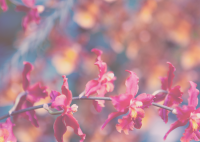 最新优化版的网站攻击器